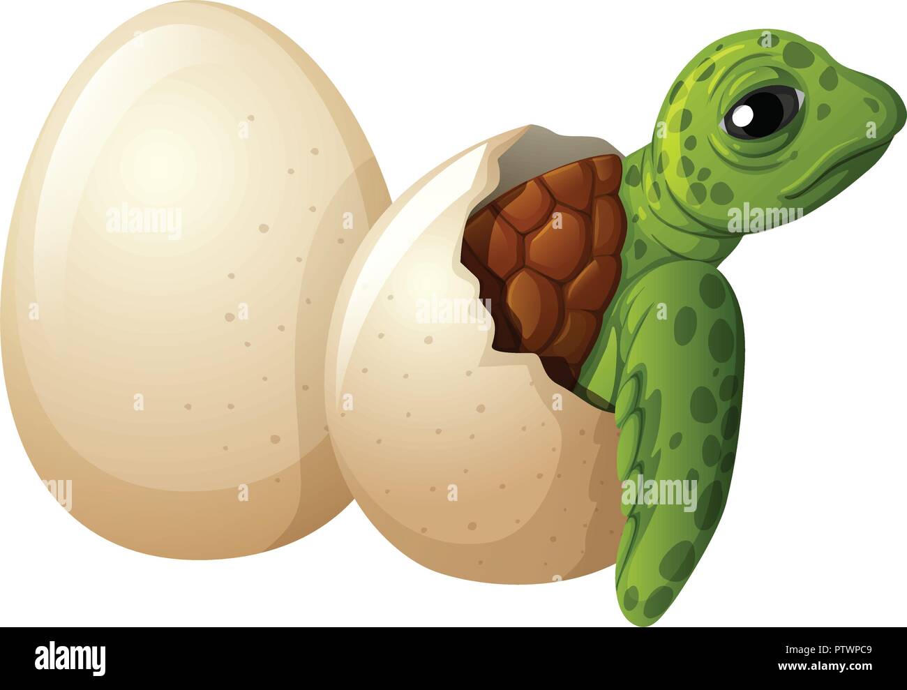 Illustration des œufs des tortues Tortue Bébé Illustration de Vecteur
