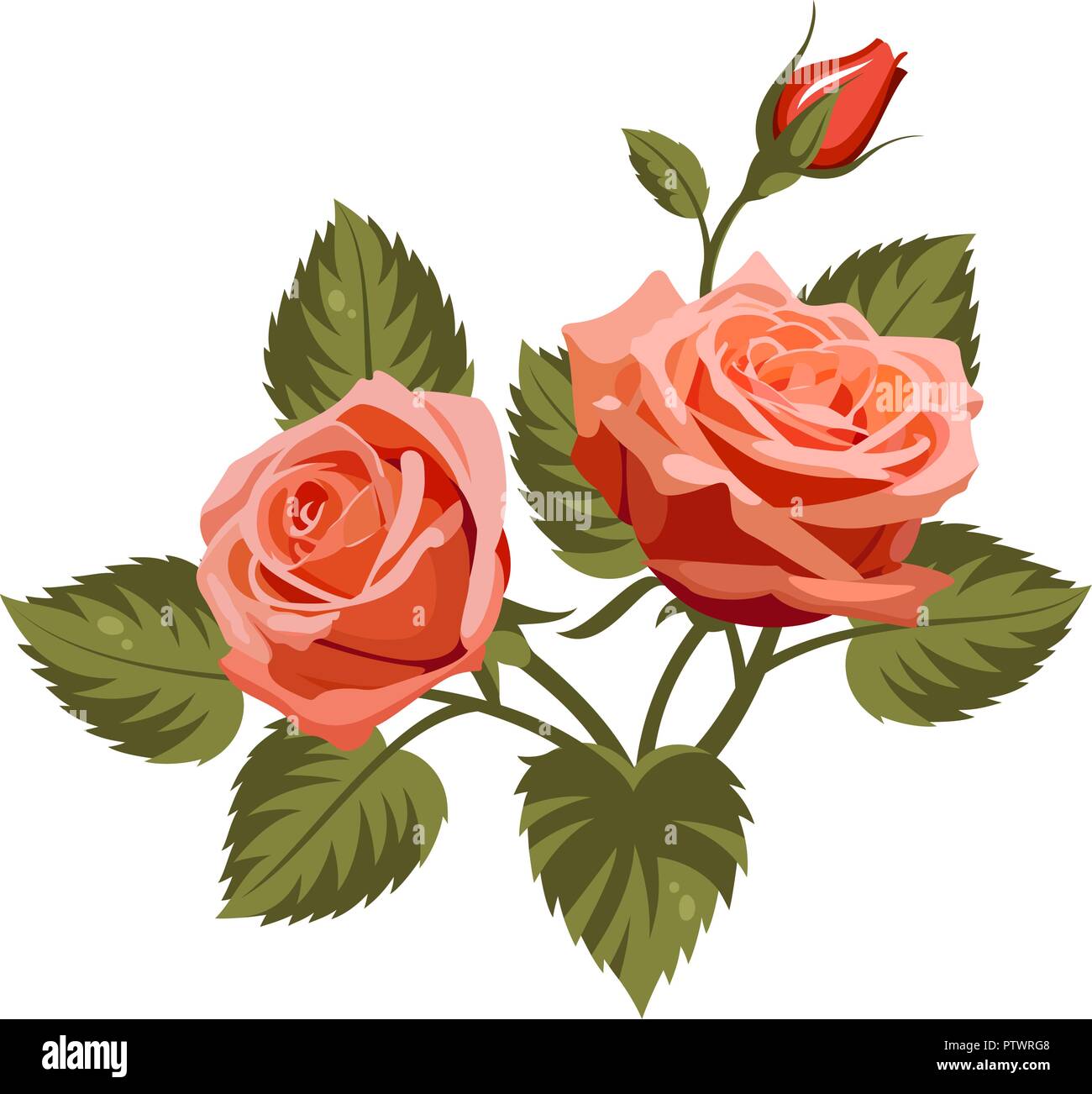 Illustration Vecteur de roses rouges isolé sur fond blanc. Pour utiliser le motif du tissu, trames et de décorer des cartes de vœux, invitations Illustration de Vecteur