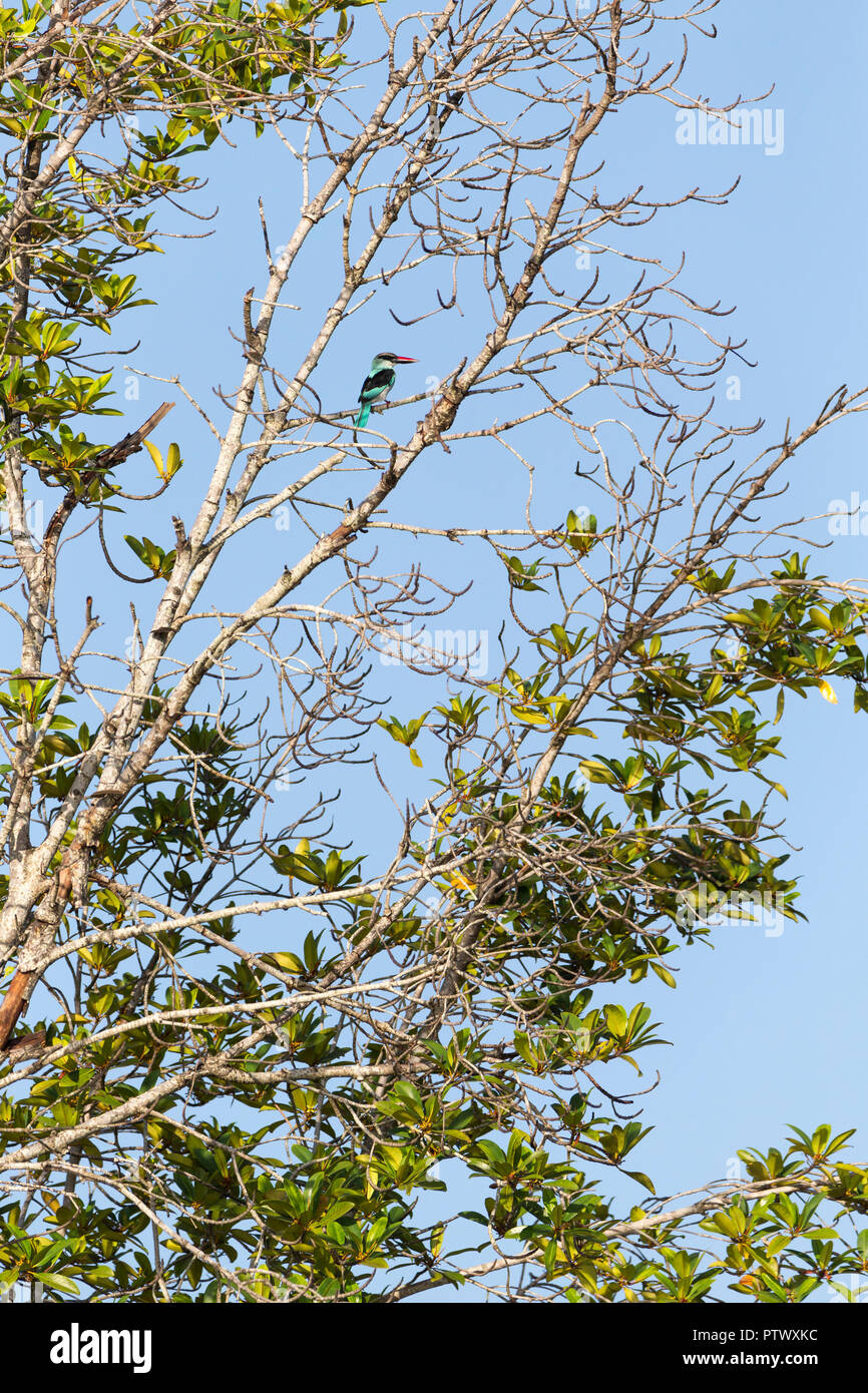 Blue-breasted kingfisher Halcyon malimbica, adulte, perché dans les arbres, Tendaba, Gambie, Novembre Banque D'Images