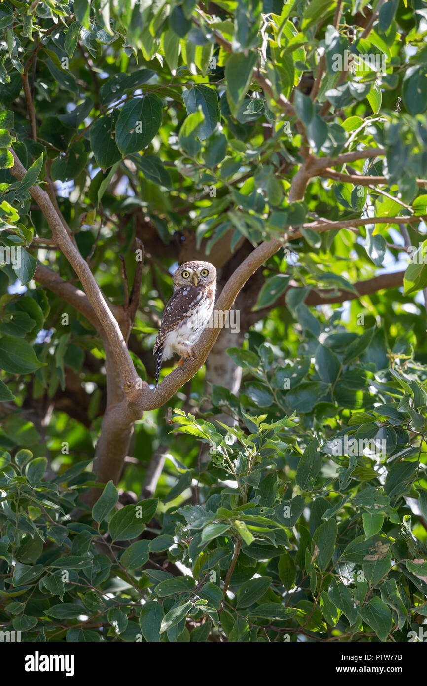 Pearl-spotted owlet Glaucidium perlatum, adulte, perché dans l'arbre, Kartong zone humide, Gambie, Novembre Banque D'Images