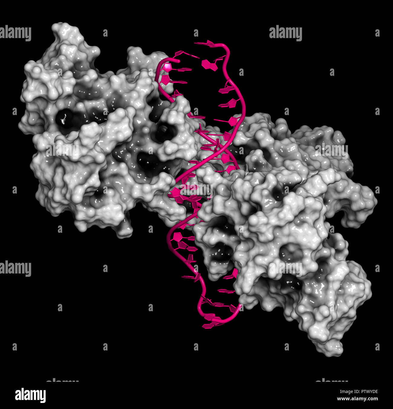 NF-kB (facteur nucléaire kappa-light-chain-enhancer de cellules B activées) complexe de protéines. Joue un rôle dans le cancer et l'inflammation. Rendu 3D, cartoon Banque D'Images