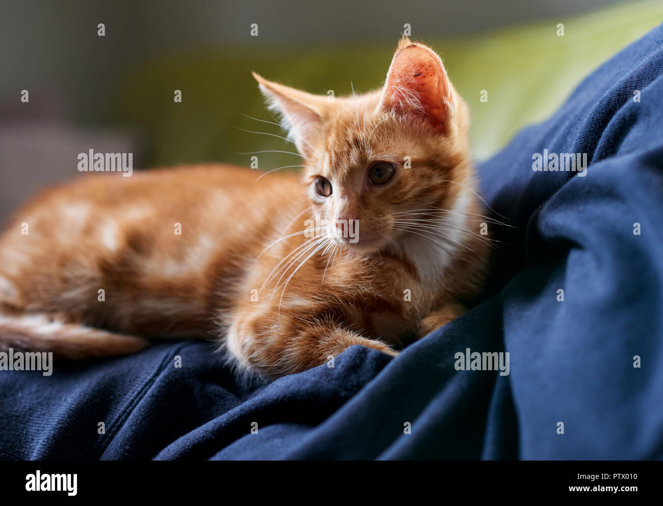 Close up d'une adorable red ginger tabby kitten retour allumé fixant sur un humain. Banque D'Images
