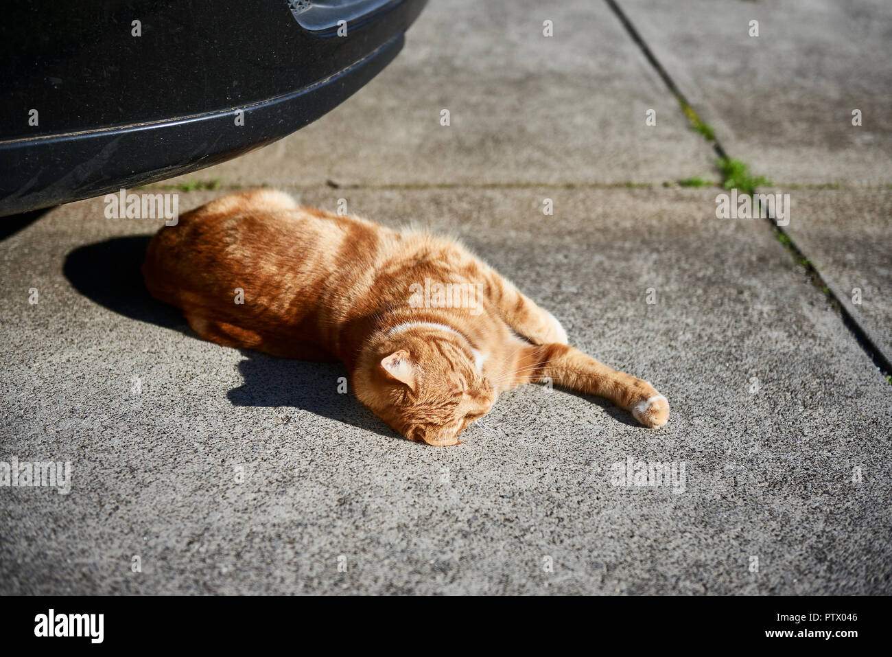 Red ginger tabby cat prendre sunny pan sur une allée en béton devant une voiture. Banque D'Images