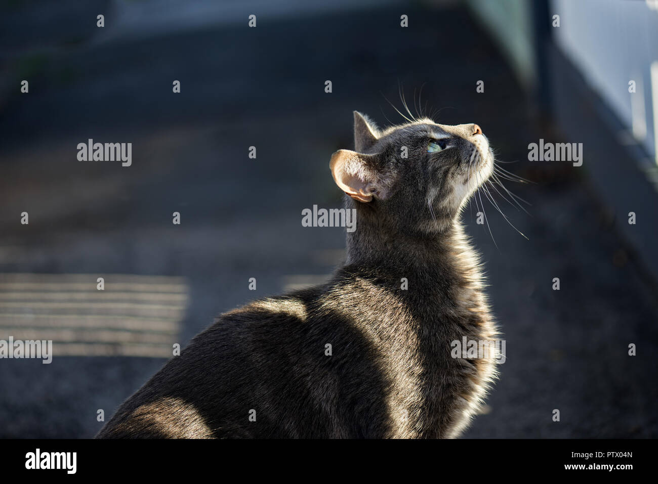 Chat gris à propos de sauter une clôture avec éclairée par le soleil bas à travers une clôture à rayures choisi. Banque D'Images