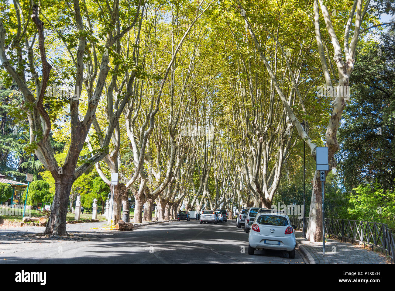 Arbres sur la promenade du janicule, Rome Banque D'Images