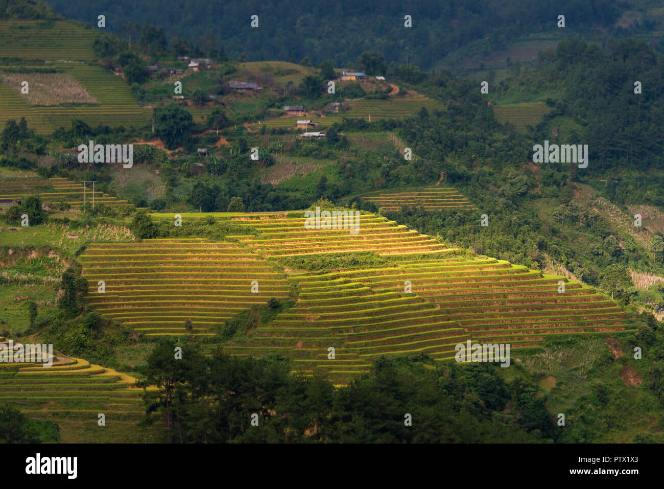 Mu Cang Chai terrasses champs dans la saison des récoltes Banque D'Images