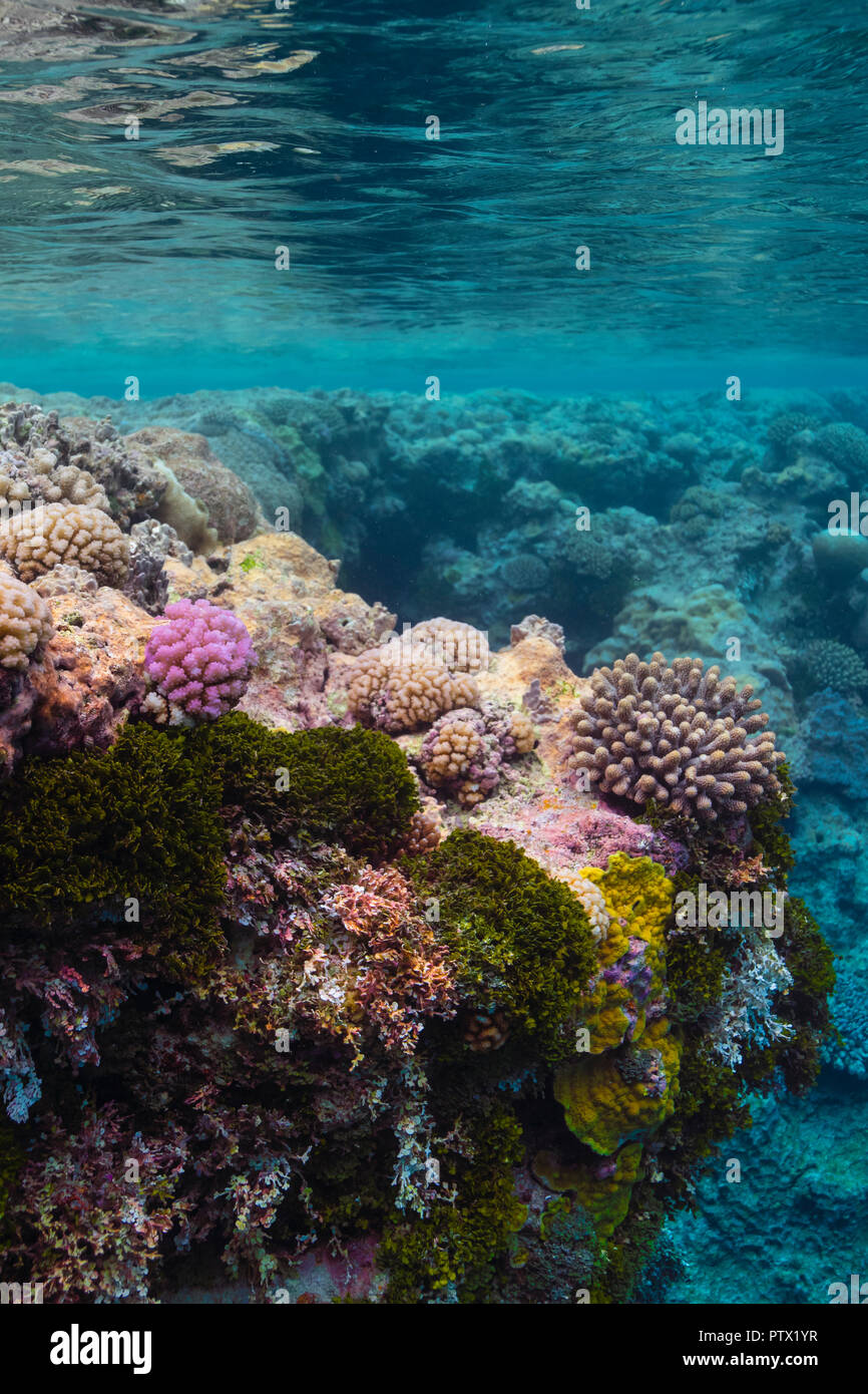 Les récifs coralliens, l'île de Niue, Niue Banque D'Images