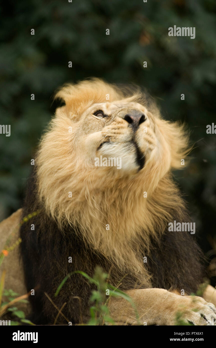 Indian lion Banque de photographies et d'images à haute résolution - Alamy
