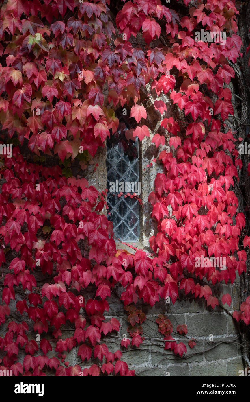 Grimpeur rampante feuilles en automne rouge fenêtre château Banque D'Images