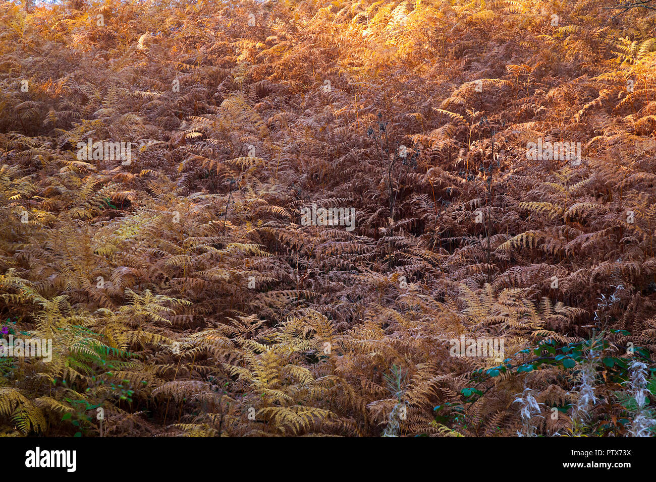 Bracken ( Pteridium aquilinum ) coloniser des habitats forestiers Banque D'Images