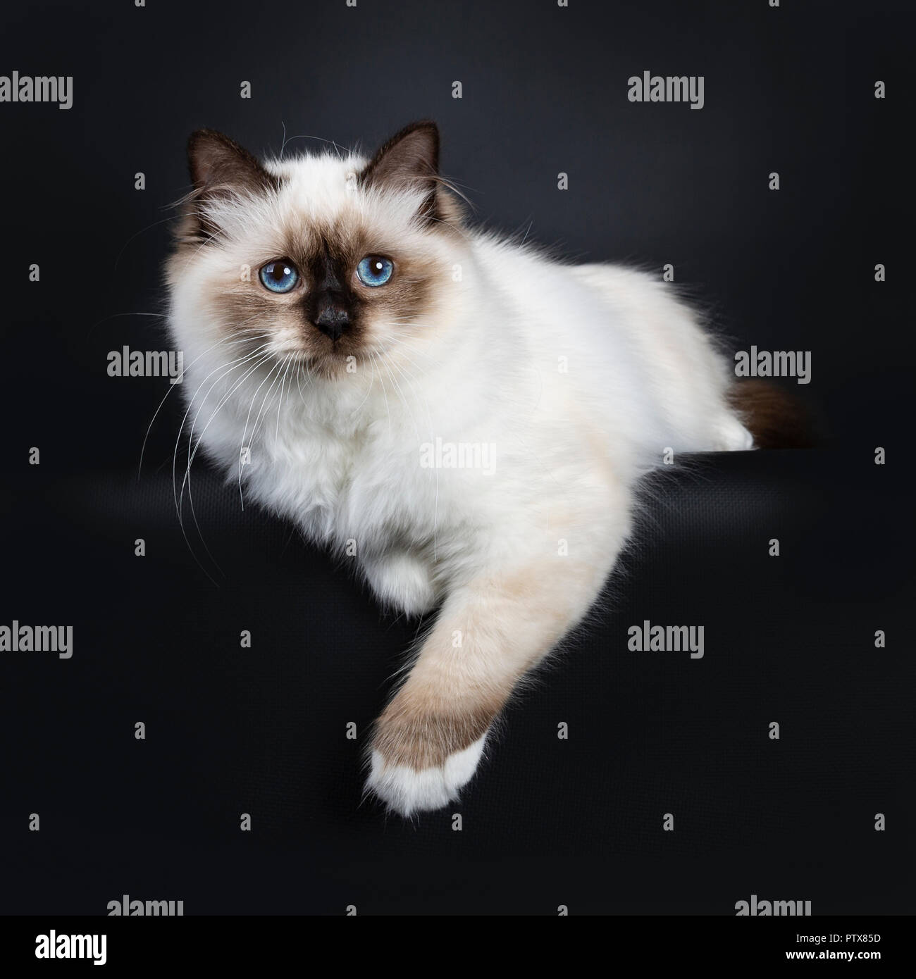 Sacre De Birmanie Seal Point Excellent Chaton Chat Parfait Avec Pattes Blanches Terrassant Avec Pattes Suspendues Sur Edge A La Lentille A Cote Les Yeux Bleus Isole Photo Stock Alamy
