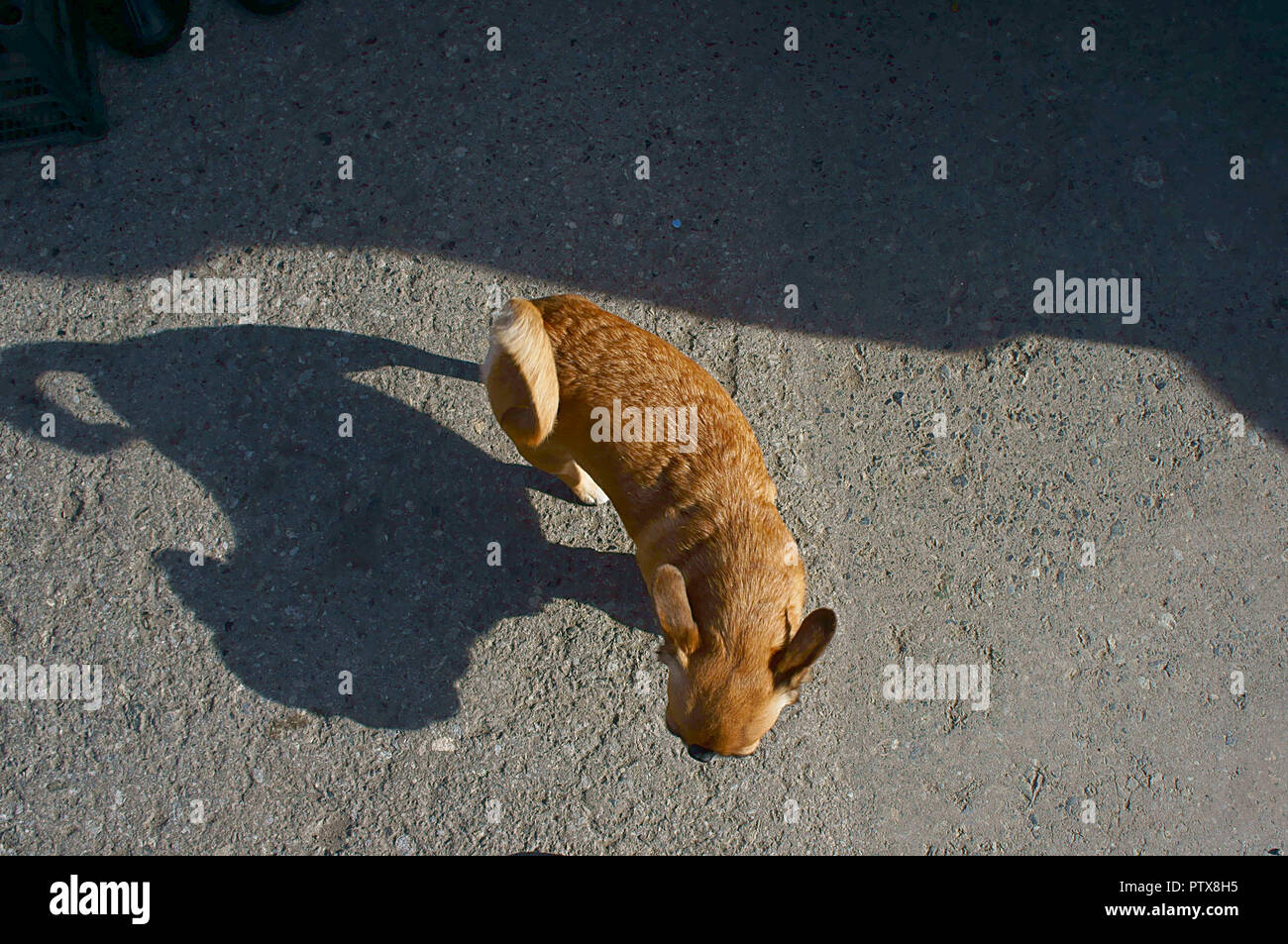 Vue de dessus d'un petit chien rouge avec une drôle de queue et son ombre sur la chaussée Banque D'Images