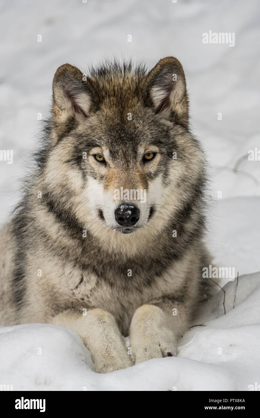 Jeune Loup gris fixant dans la neige Banque D'Images