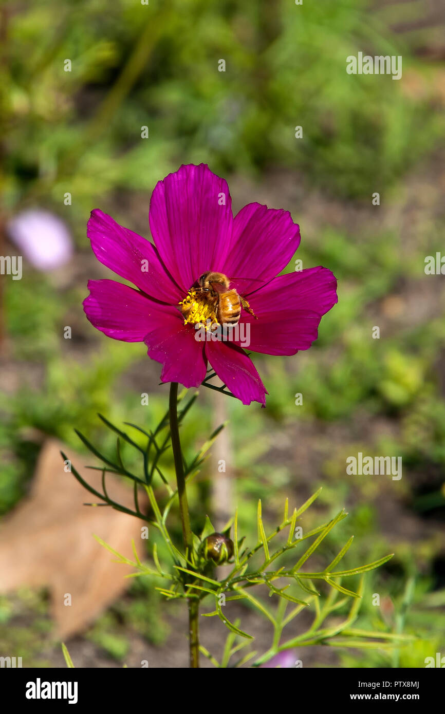 Sydney, Australie, abeille sur un cosmos pourpre dans wildflower meadow Banque D'Images