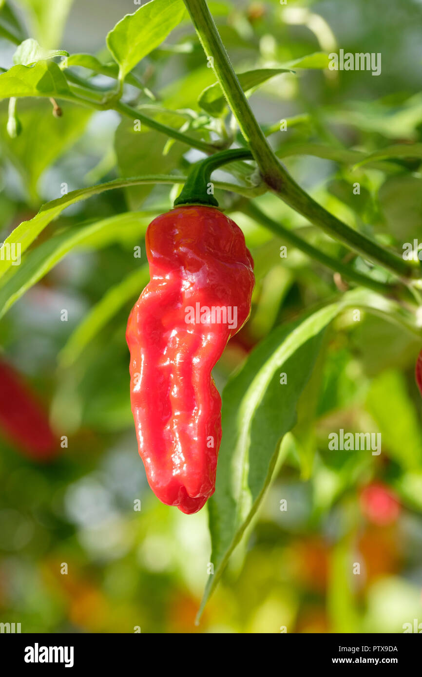 Devil's Rib piment Habanero extrêmement chaud devils Capsicum chinense croissant côte/plante dans une serre Banque D'Images