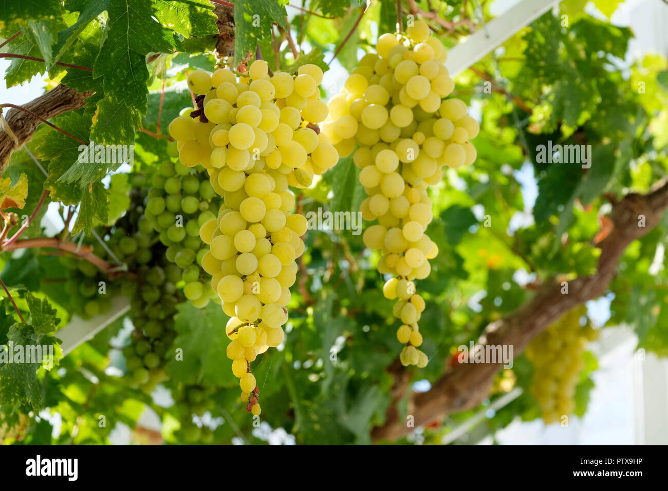 Green les raisins de table (Vitis vinifera) accrochée à la vigne en serre, Sussex, England, UK Banque D'Images