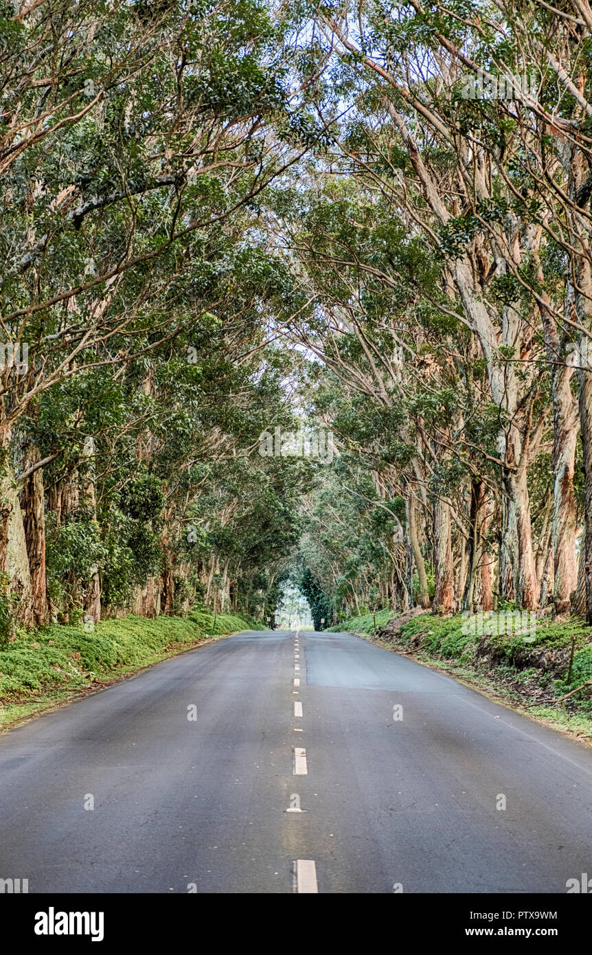 Le Tunnel d'arbres est une longue rangée d'eucalyptus qui bordent le premier mille de route et qu'il Maliuhi créer un accès naturel à la rive sud du Kau Banque D'Images