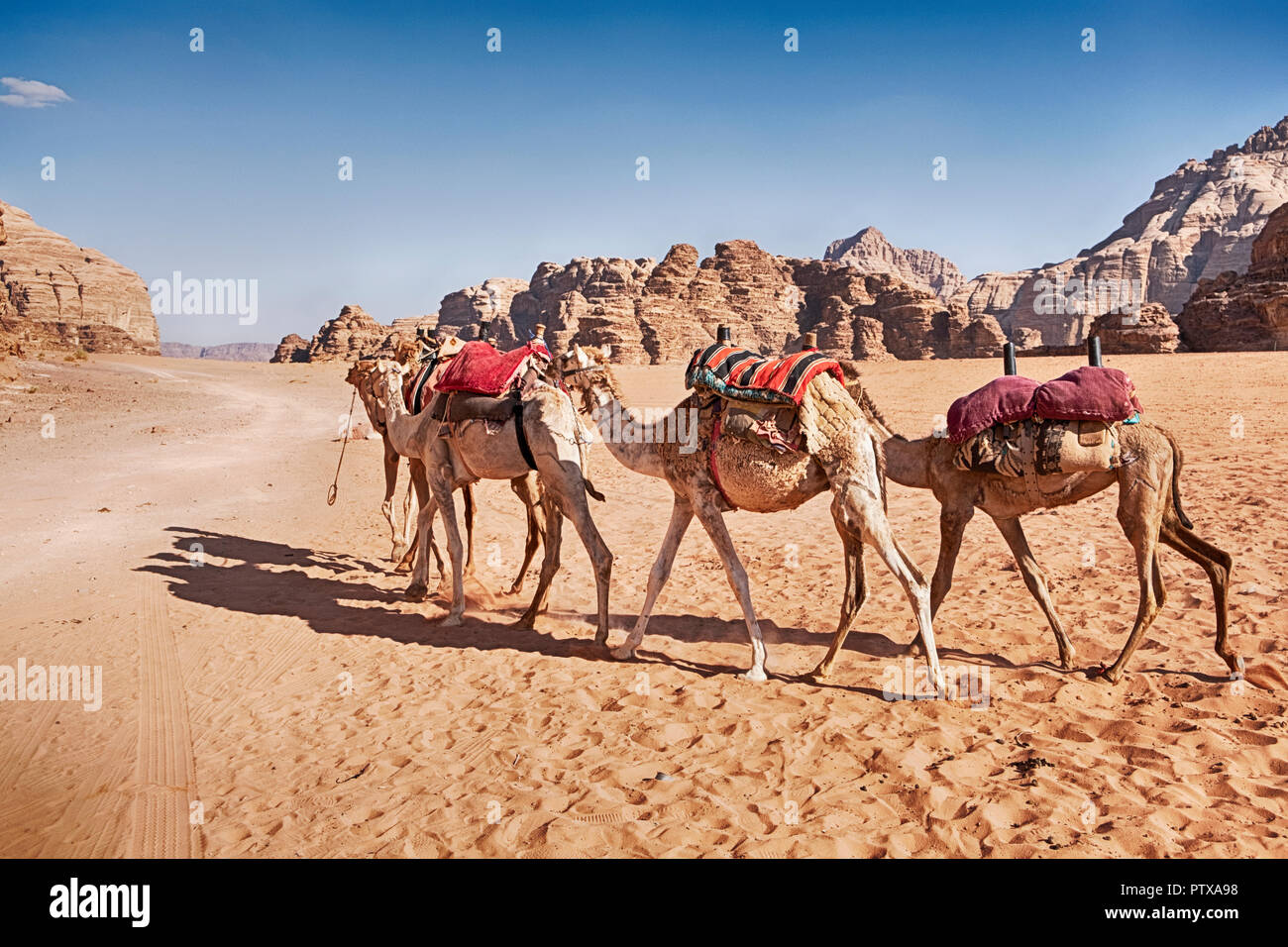 Trois chameaux avec des couvertures de selle à pied à travers le désert de sable de la vallée de Wadi Rum en Jordanie. Banque D'Images
