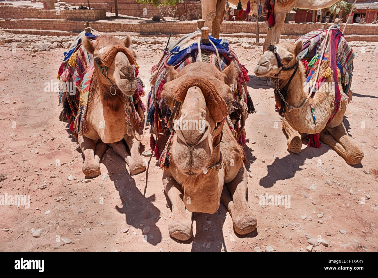 Trois chameaux avec selles et couvertures prêt pour les touristes sont close-up et a fixer directement sur la caméra. Banque D'Images