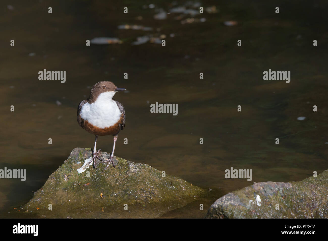 Vue détaillée de l'avant de l'oiseau de balancier du Royaume-Uni (Cinclus Cinclues) isolé par des eaux peu profondes perchées sur le rocher sous le soleil d'été. Oiseaux britanniques. Banque D'Images