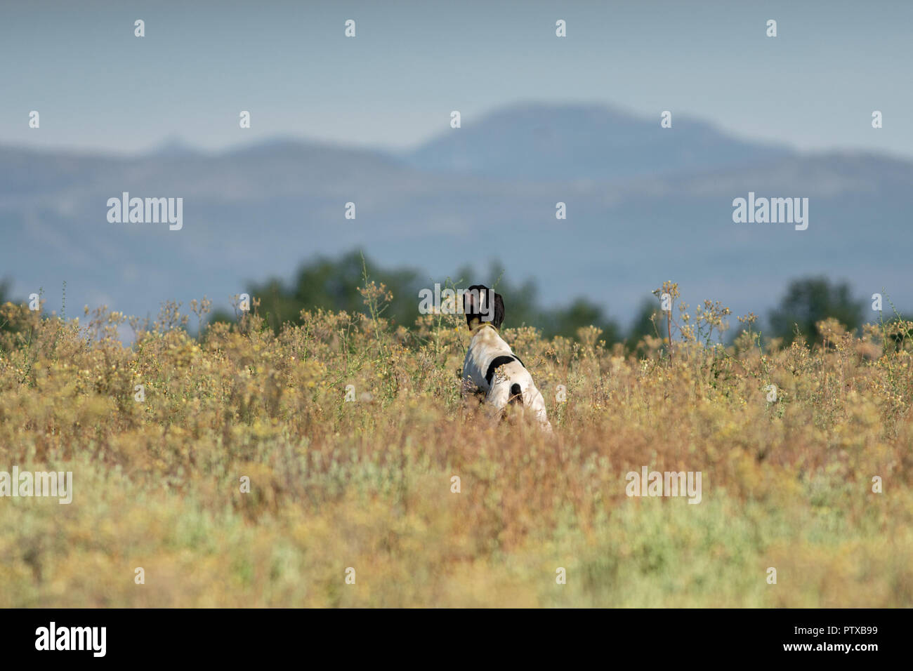 Pedigree pointeur chien à la recherche de l'horizon Banque D'Images
