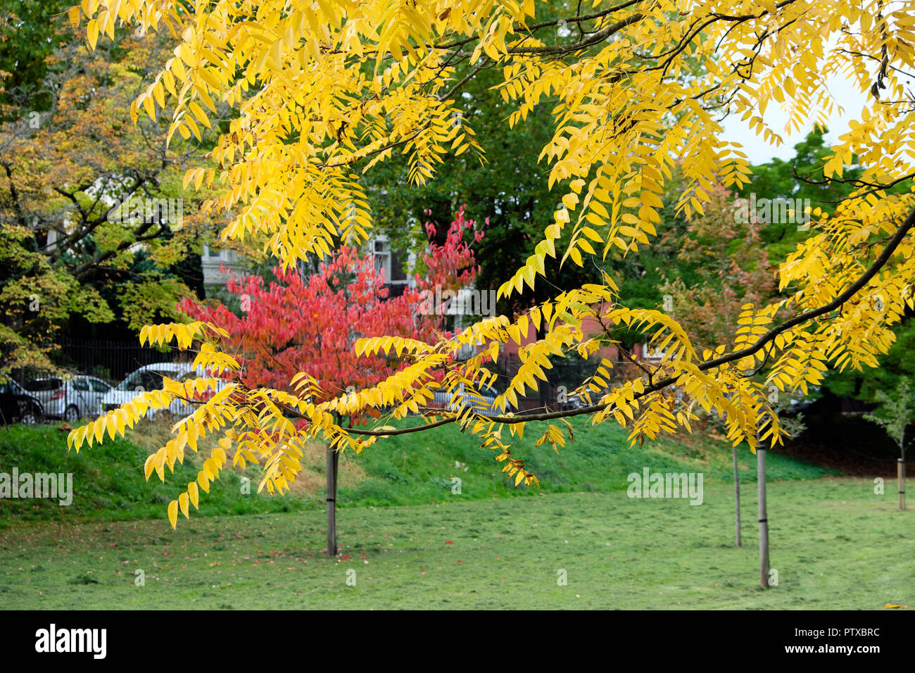 Arbre de Sumach et arbres de Rhus typhina dans le parc public de Roath Park en octobre automne, Cardiff Pays de Galles Royaume-Uni Grande-Bretagne KATHY DEWITT Banque D'Images