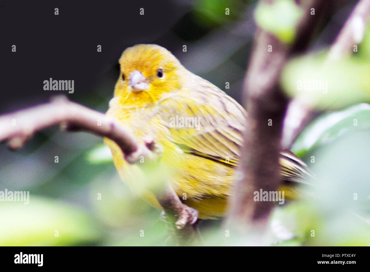 Oiseau Canari Jaune Dans Une Branche Darbre Banque Dimages