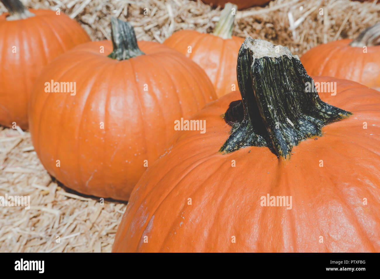 Affichage d'automne de la grande Citrouille orange sur les balles de foin. Scène d'automne classique aux États-Unis en préparation pour l'Halloween et Thanksgiving. Banque D'Images