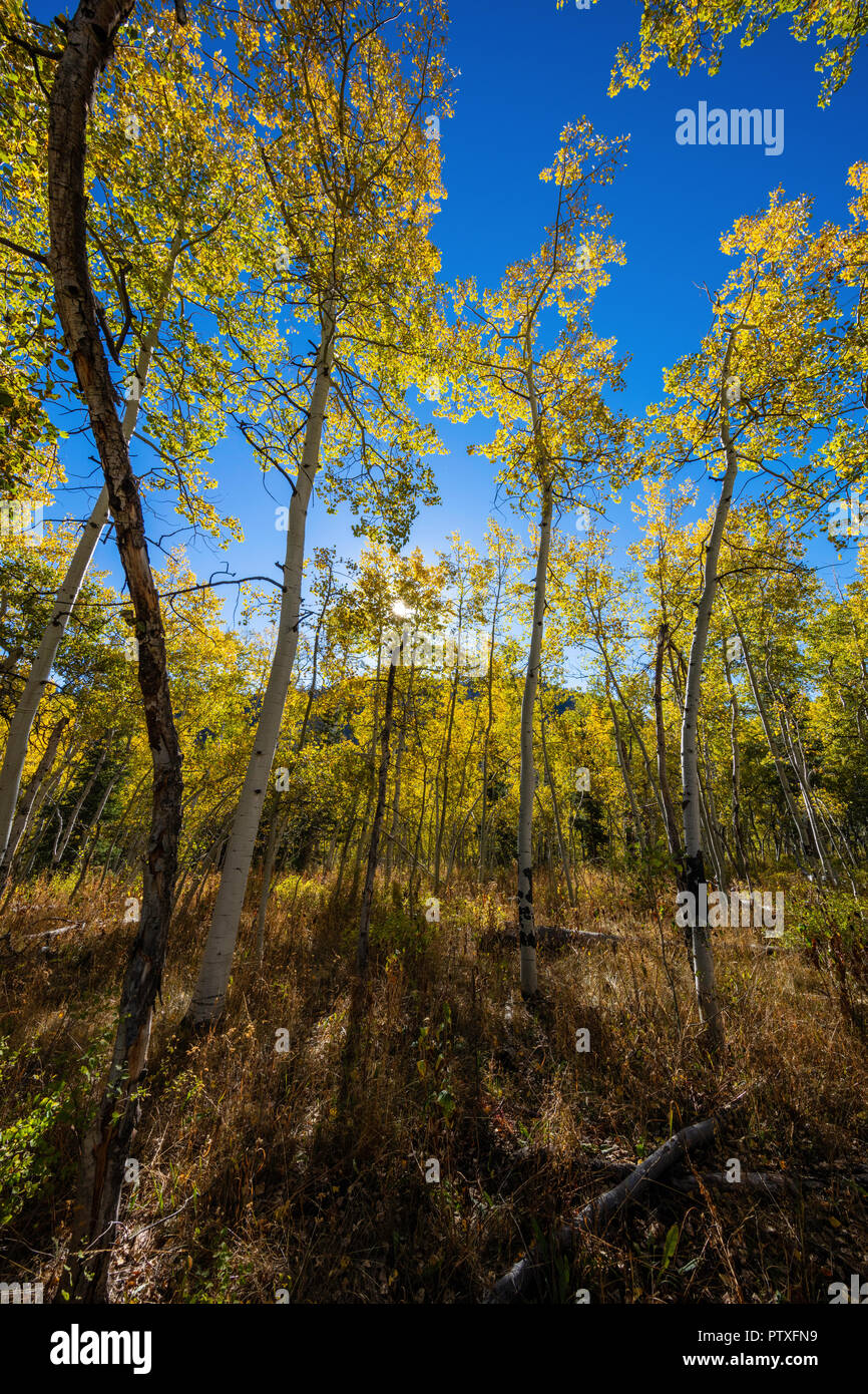 À travers le golden Sunburst tremble à l'automne, les montagnes Wasatch, Utah Banque D'Images