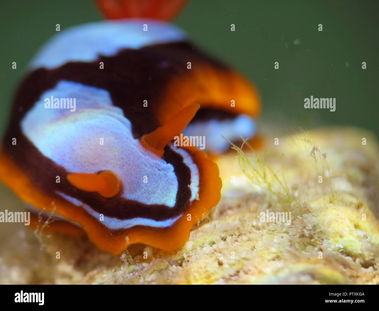 Orange, Noir, Blanc (poissons clowns) Nudibranche Chromodoris westraliensis, Rottnest Island, endémique à l'ouest de l'Australie Banque D'Images