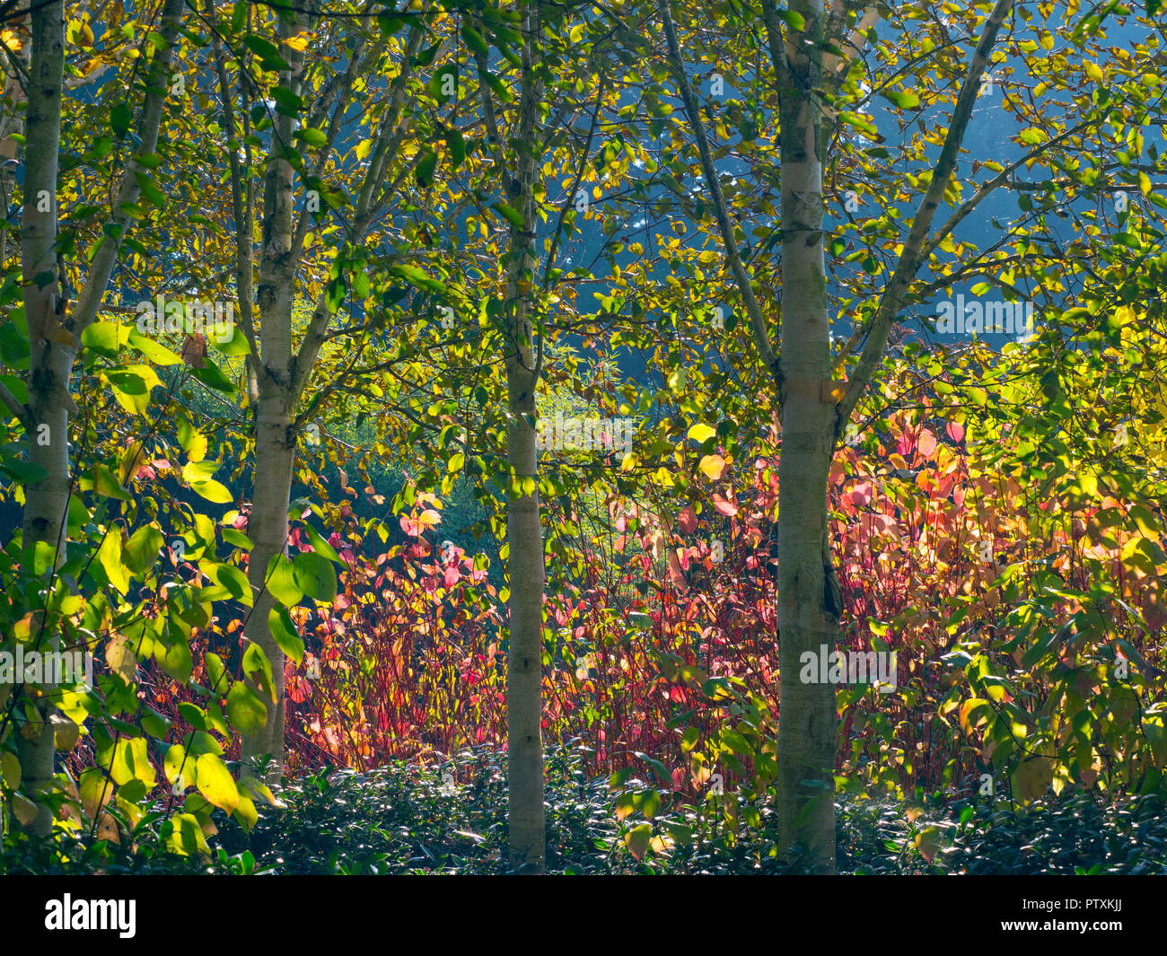 Himalayan Bouleaux Betula utilis jacquemontii var et Rouge Cornouiller cornus sibirica brindille mi octobre Banque D'Images