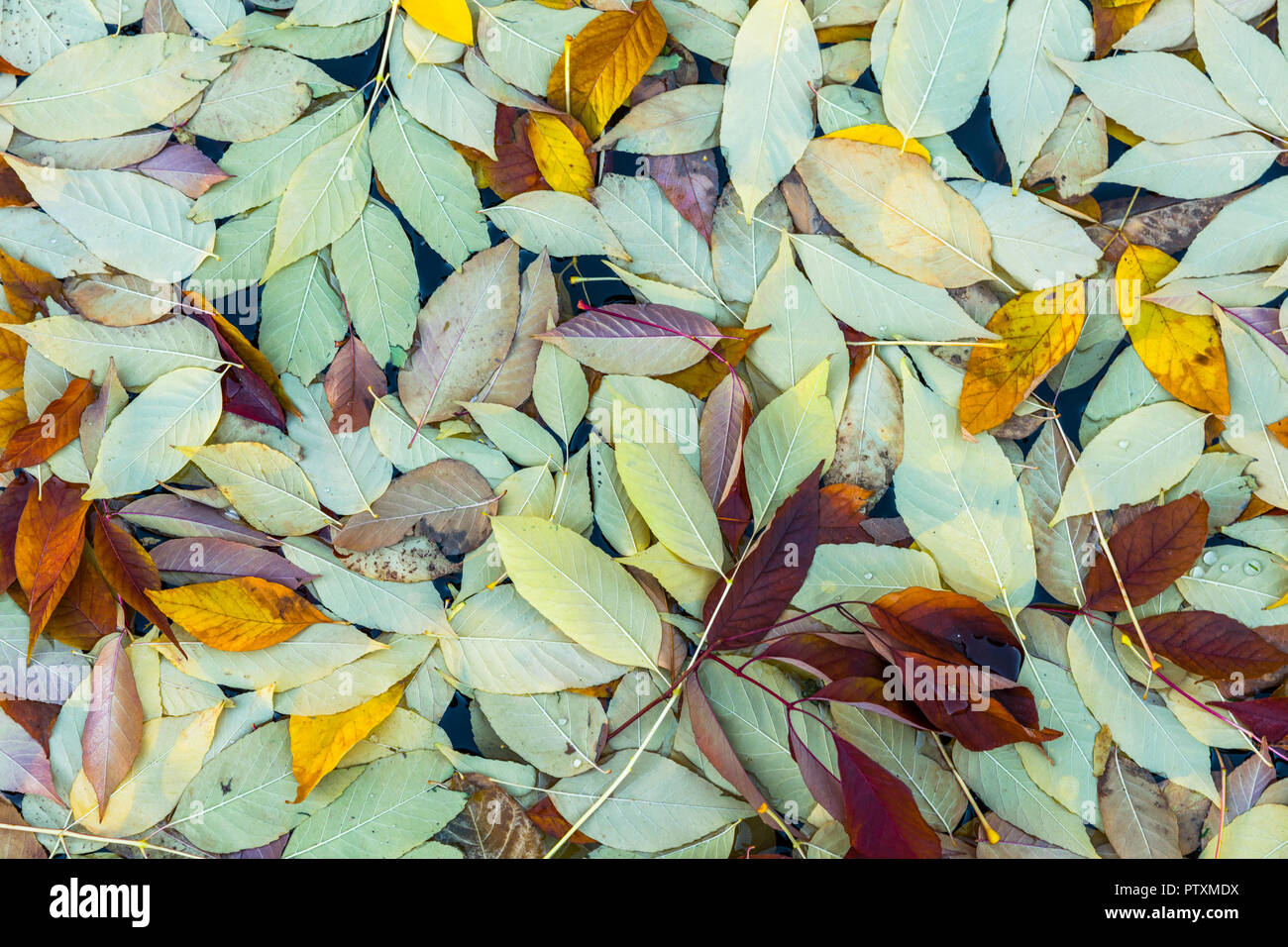 Leafs qui sont tombés au sol au cours de l'automne et s'est posé sur l'eau, créant un motif nice Banque D'Images