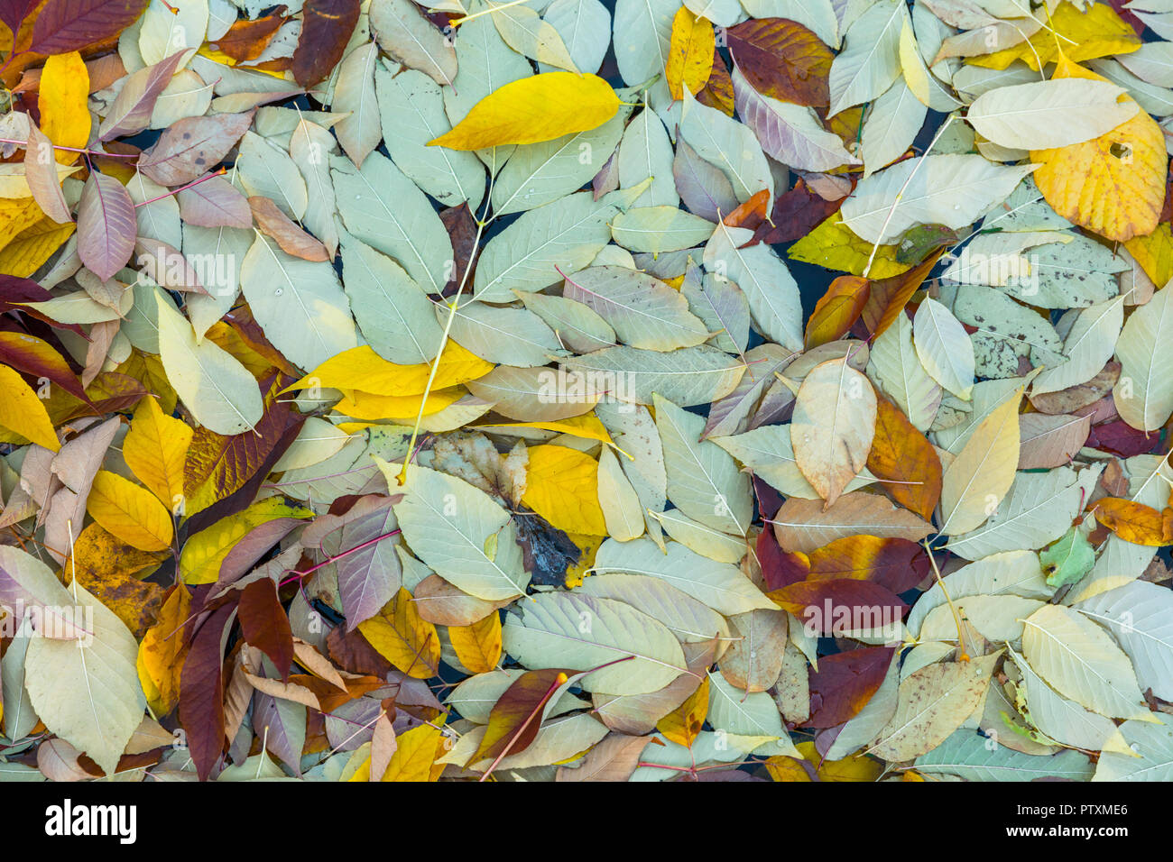 Leafs qui sont tombés au sol au cours de l'automne et s'est posé sur l'eau, créant un motif nice Banque D'Images