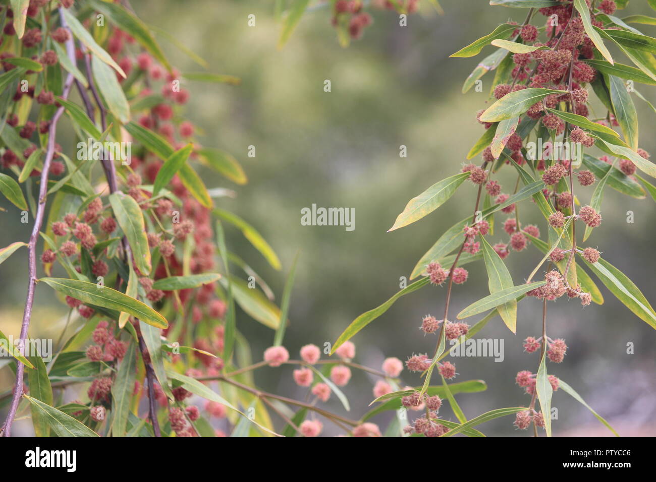 Fleurs Rouges Picots Australie Acacia leprosa Banque de photographies et d’images à haute résolution ...