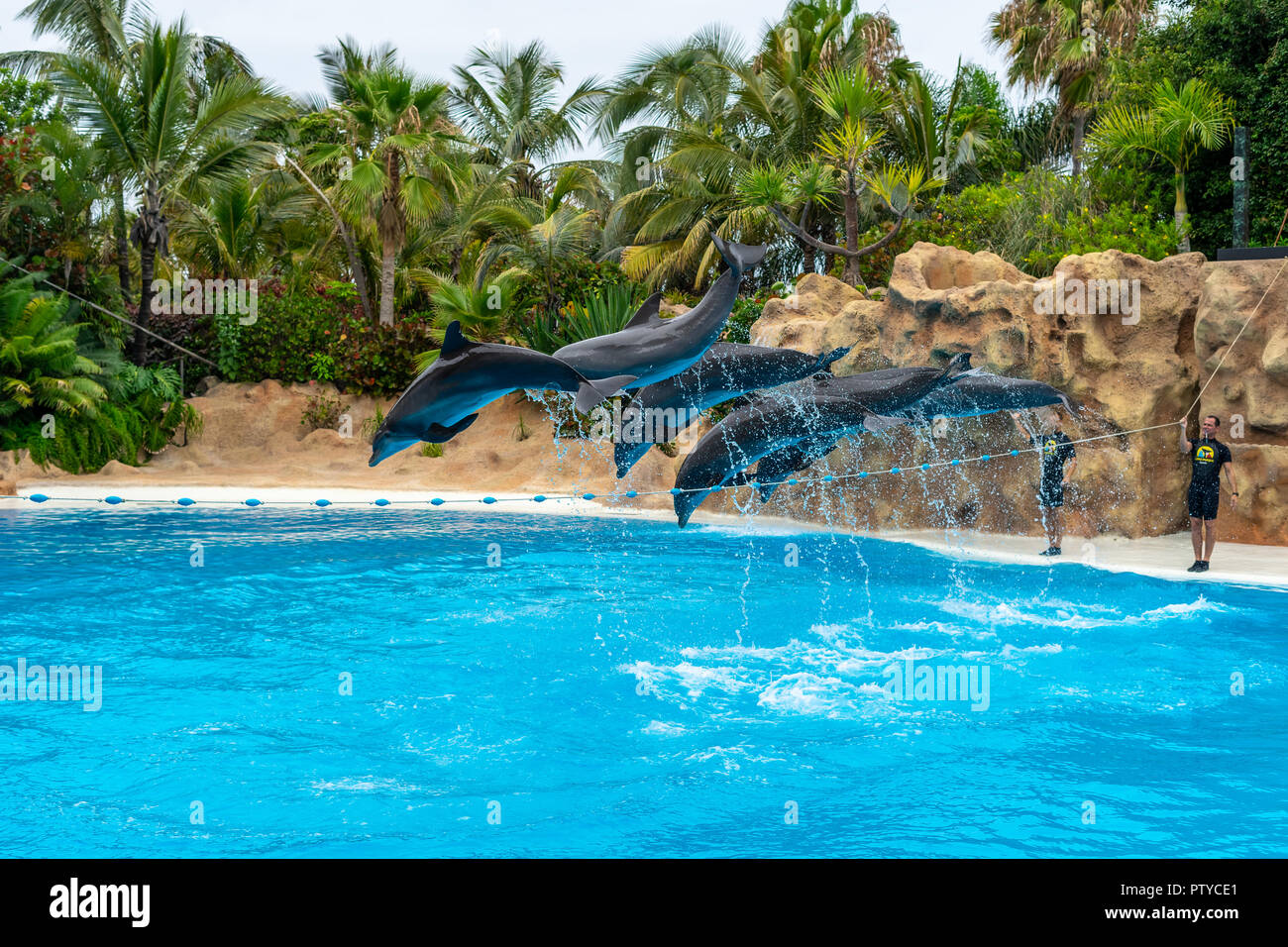 PUERTO DE LA CRUZ, ESPAGNE - 20 juillet 2018 : spectacle de dauphins à Loro Parque. Banque D'Images