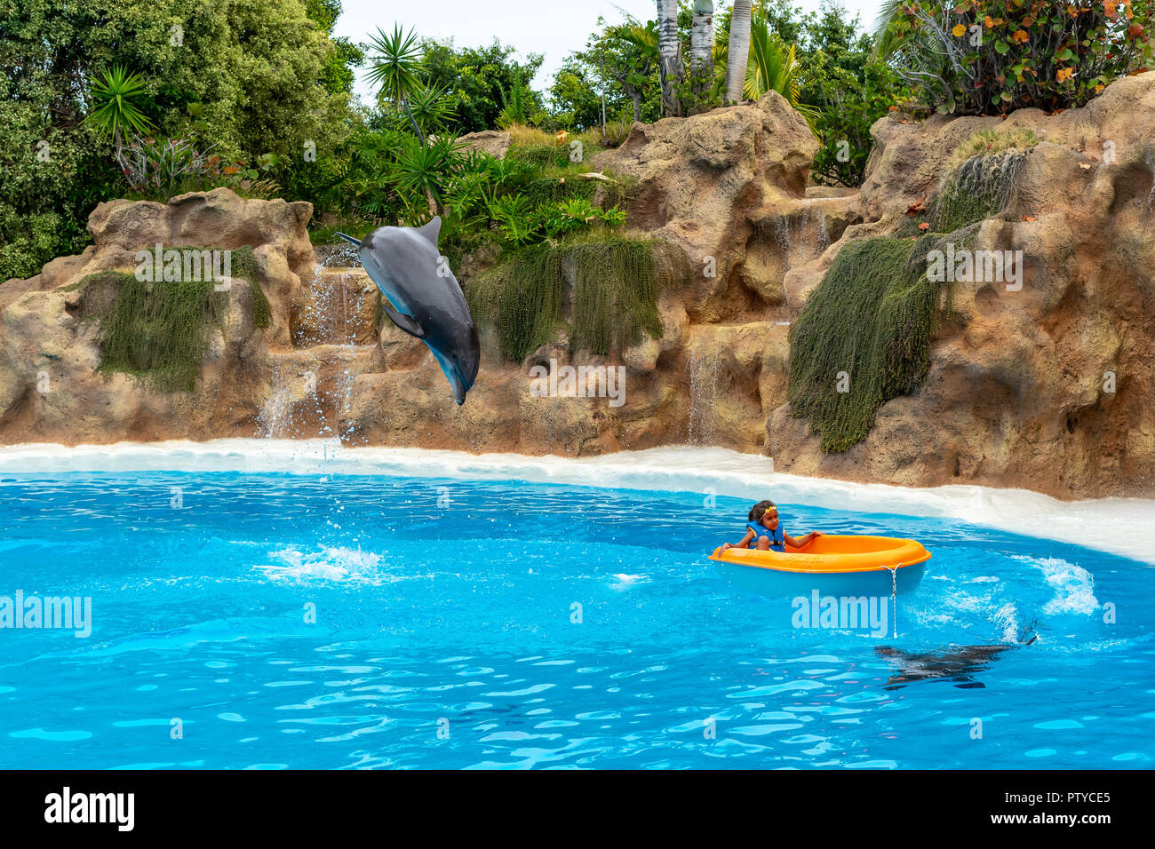 PUERTO DE LA CRUZ, ESPAGNE - 20 juillet 2018 : spectacle de dauphins à Loro Parque. Banque D'Images