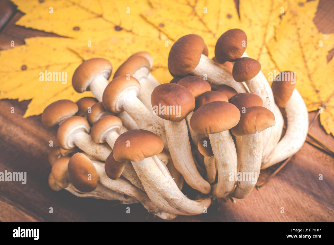 Agrocybe aegerita - Champignons d'automne Banque D'Images