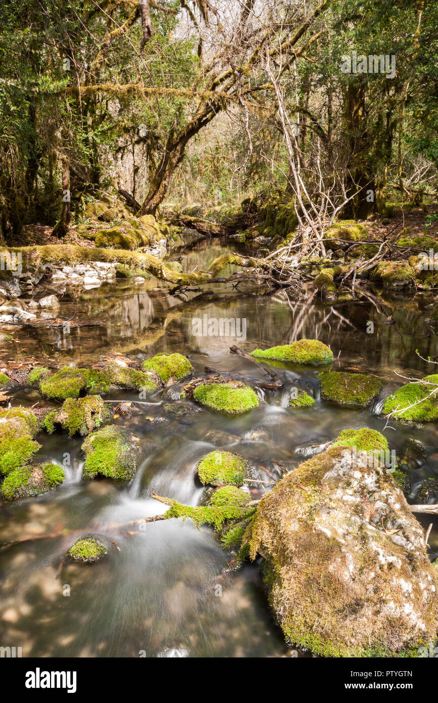 Courant avec pierres de rivière couverts de mousse Banque D'Images