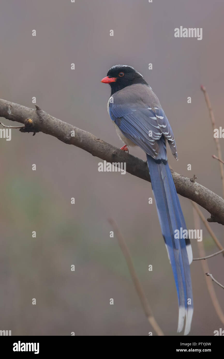 L'élégant 'Red-billed Blue Magpie' Banque D'Images