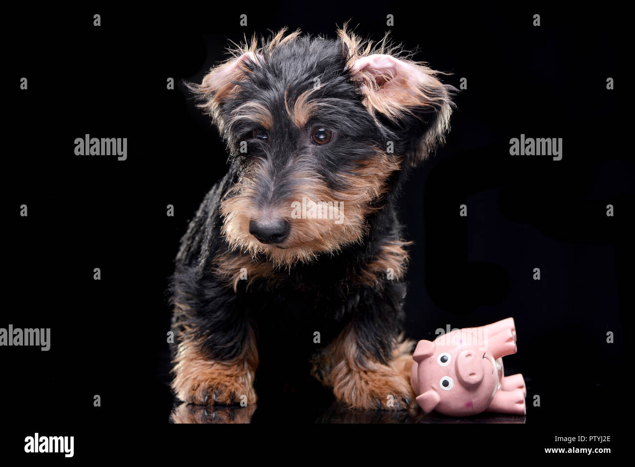 Portrait d'une adorable teckel avec un jouet cochon rose - isolé sur fond noir. Banque D'Images