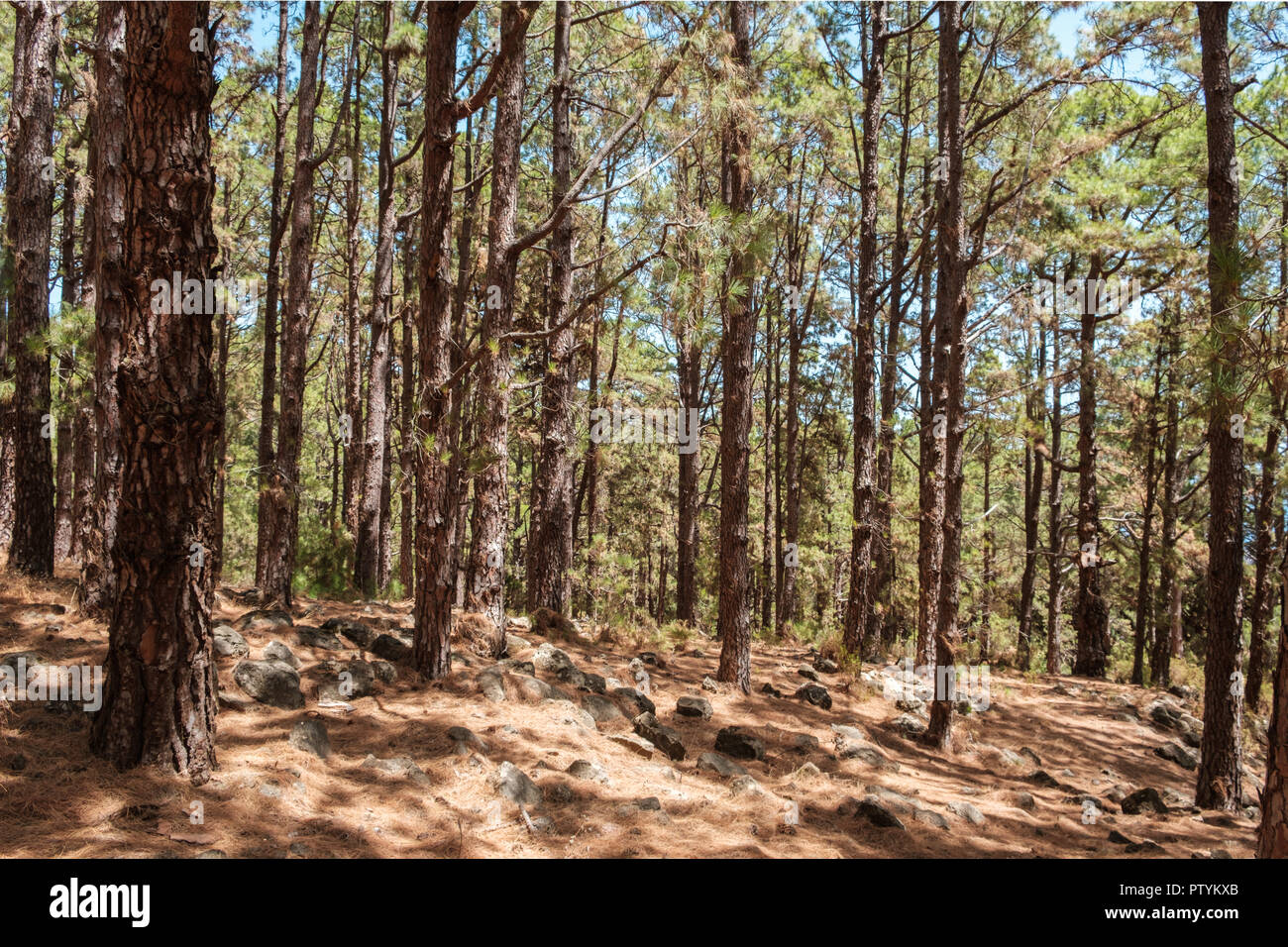 D'immenses pins et paysage de forêt, forêt, Tenerife - Esperanza Banque D'Images