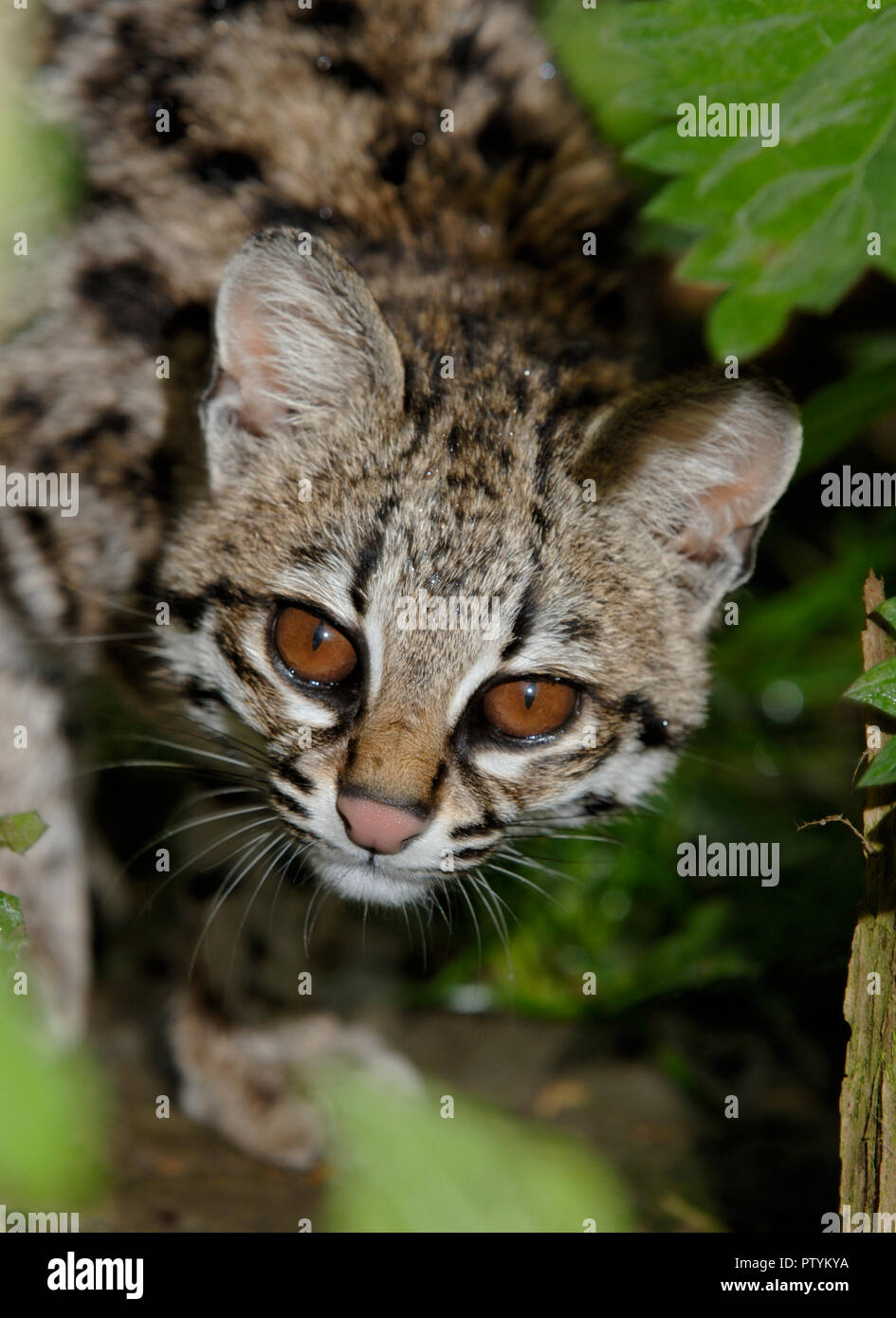 Ou Oncilla chat-tigre (Leopardus tigrinus) Amérique du Sud tropicale. Prisonnier Banque D'Images