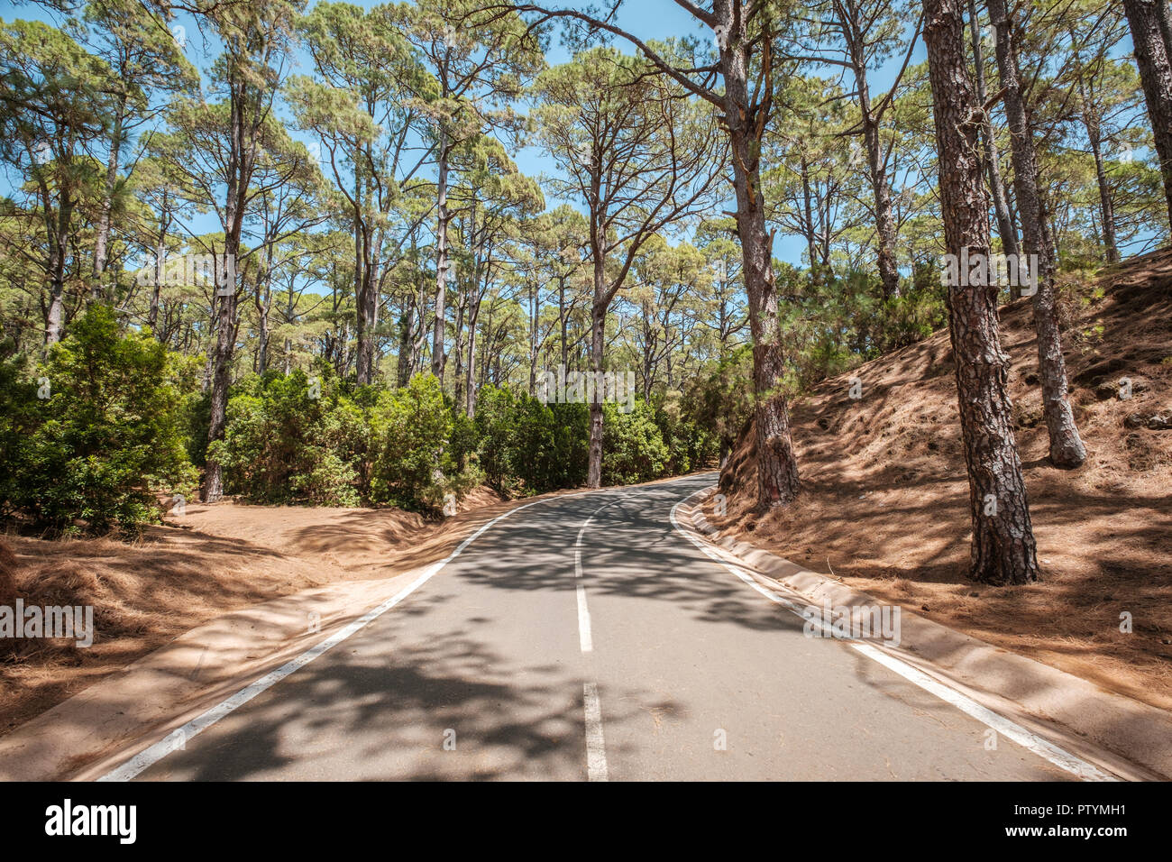 Route dans la forêt, des paysages forestiers à travers la rue Banque D'Images