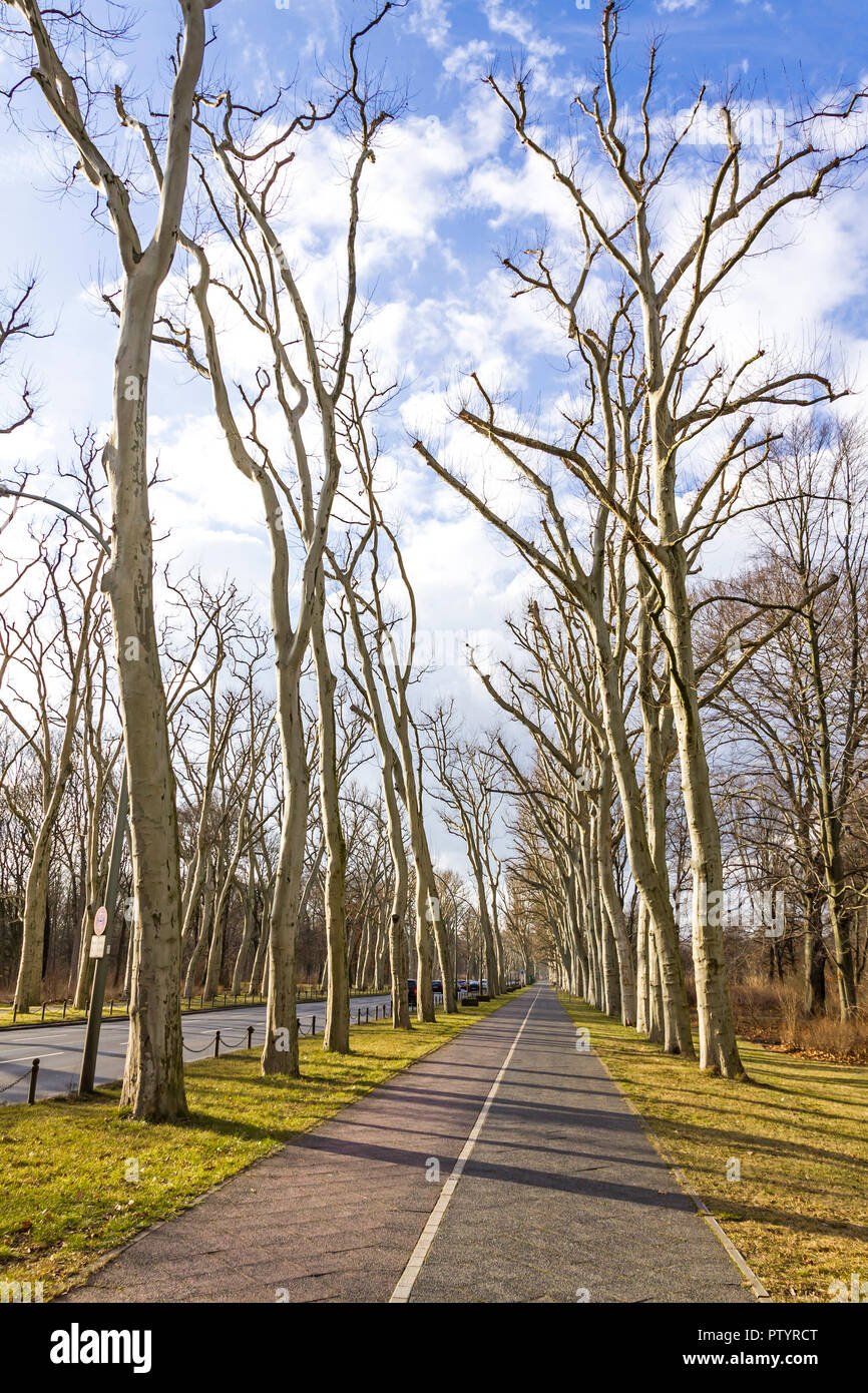 Platane alley au Monument commémoratif de guerre soviétique en parc de Treptow à Berlin. Treptower Park est un parc à côté de la rivière Spree dans Alt-Treptow, south Banque D'Images