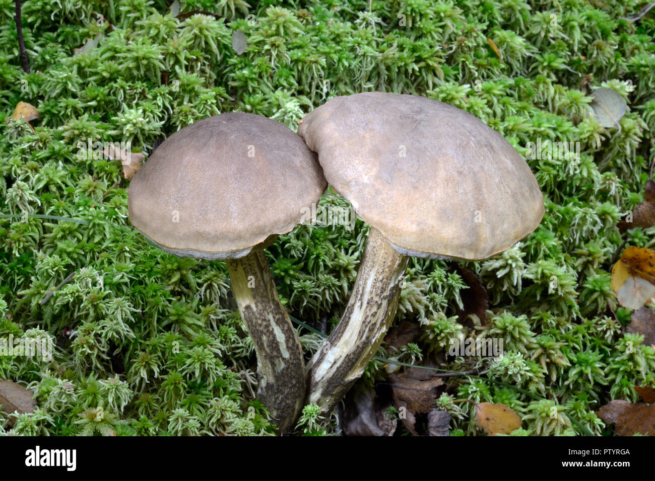Les champignons forestiers (Le Guide des champignons bolet rugueux-à tige) forme des associations mycorhiziennes avec les bouleaux. Il s'agit d'une politique commune, espèce très répandue. Banque D'Images