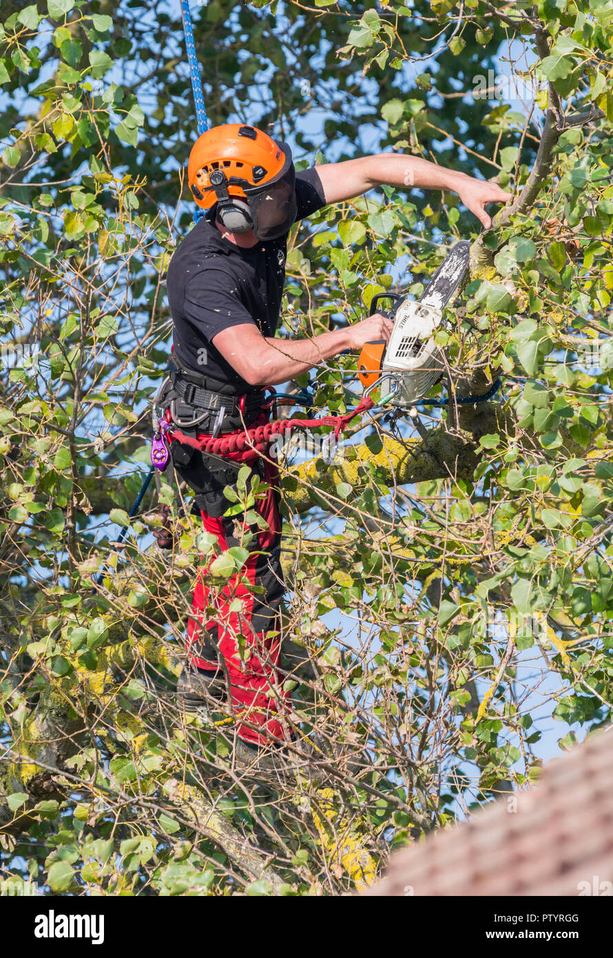 En automne, abattant un arbre fixé par une corde à l'aide d'une scie pour couper un arbre, au Royaume-Uni. Chirurgie d'arbre. Abattage de l'arbre. Chirurgien d'arbre. Élagage des arbres. Banque D'Images