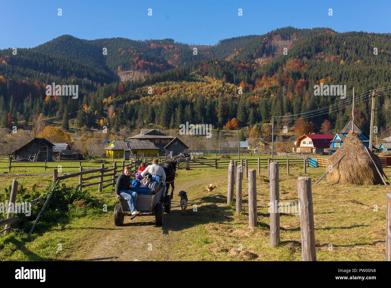 Zelene, Ukraine - le 16 octobre 2017 : beau paysage d'automne avec un cheval panier sur la route rurale dans les Carpates, l'Ukraine. Banque D'Images