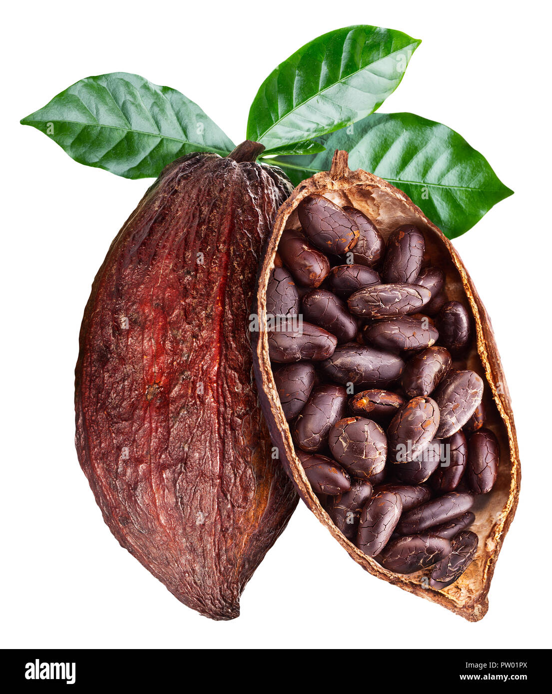 Cabosse de cacao ouvert avec les graines qui est accrochée à la branche. Photo conceptuelle. Chemin de détourage. Banque D'Images