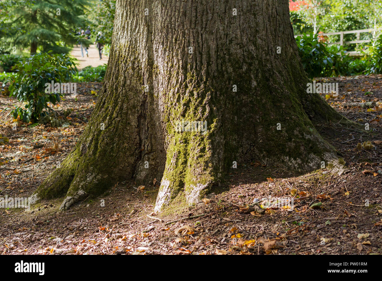Base d'un chêne avec moss, automne, Dorset, Royaume-Uni Banque D'Images