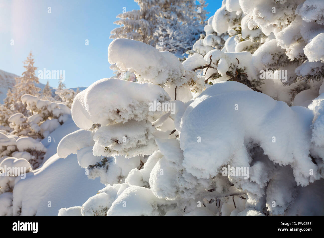 Paysage d'hiver, pin recouvert de neige éclairé par un soleil couchant Banque D'Images